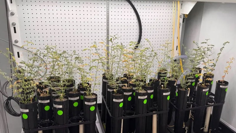 Wissenschaftler züchten Erbsen auf künstlichem Mondboden, aber sie wagen sich nicht, ihn als Suppe zu probieren