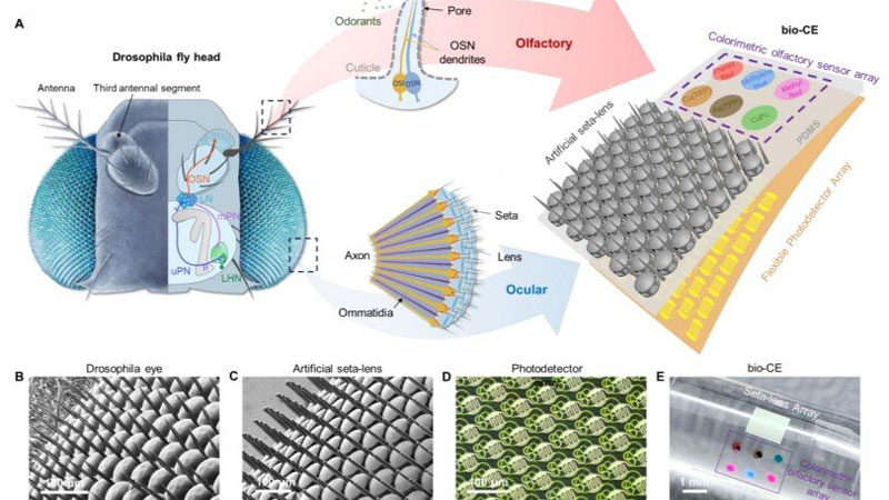 China hat einen „Augen-Mücke“ für Drohnen entwickelt, der Panorama-Sehen und Geruchssensor bietet